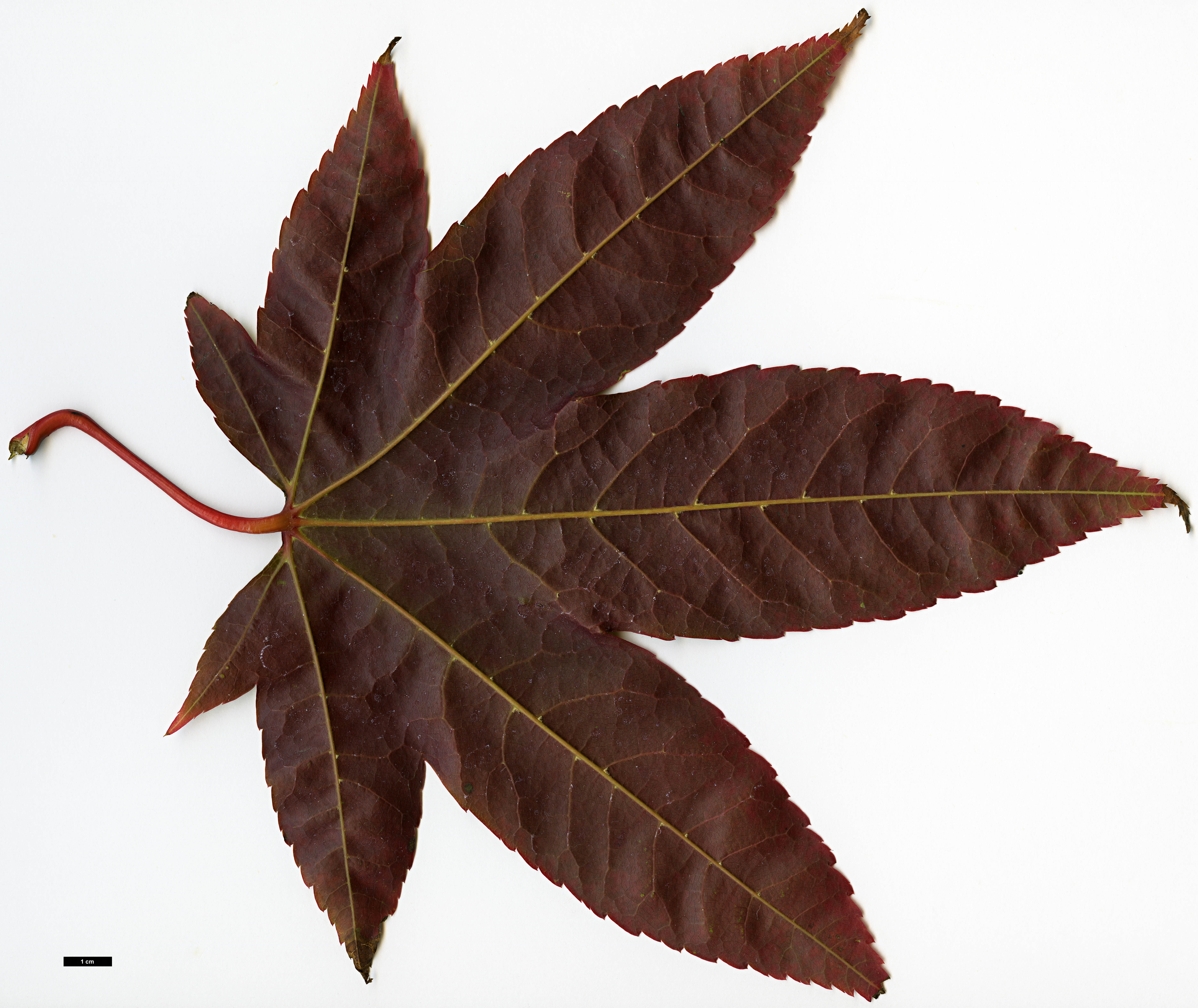 High resolution image: Family: Sapindaceae - Genus: Acer - Taxon: aff. campbellii